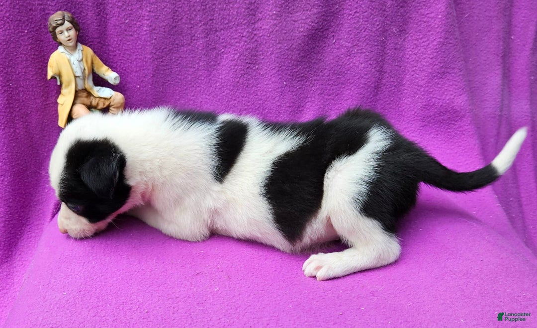 Border Collie dogs for sale: Justi - Image 22