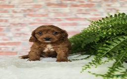 Cavapoo dogs for sale: Bryce - Image 4