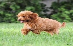 Goldendoodle dogs for sale: April - Image 12