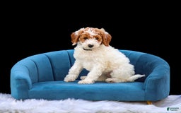 Standard Poodle dogs for sale: Rogan - Image 13