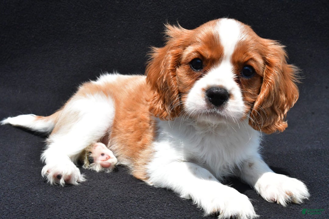Cavalier King Charles Spaniel dogs for sale: Cody - Image 2
