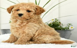 Bichpoo dogs for sale: Ivory - Image 7