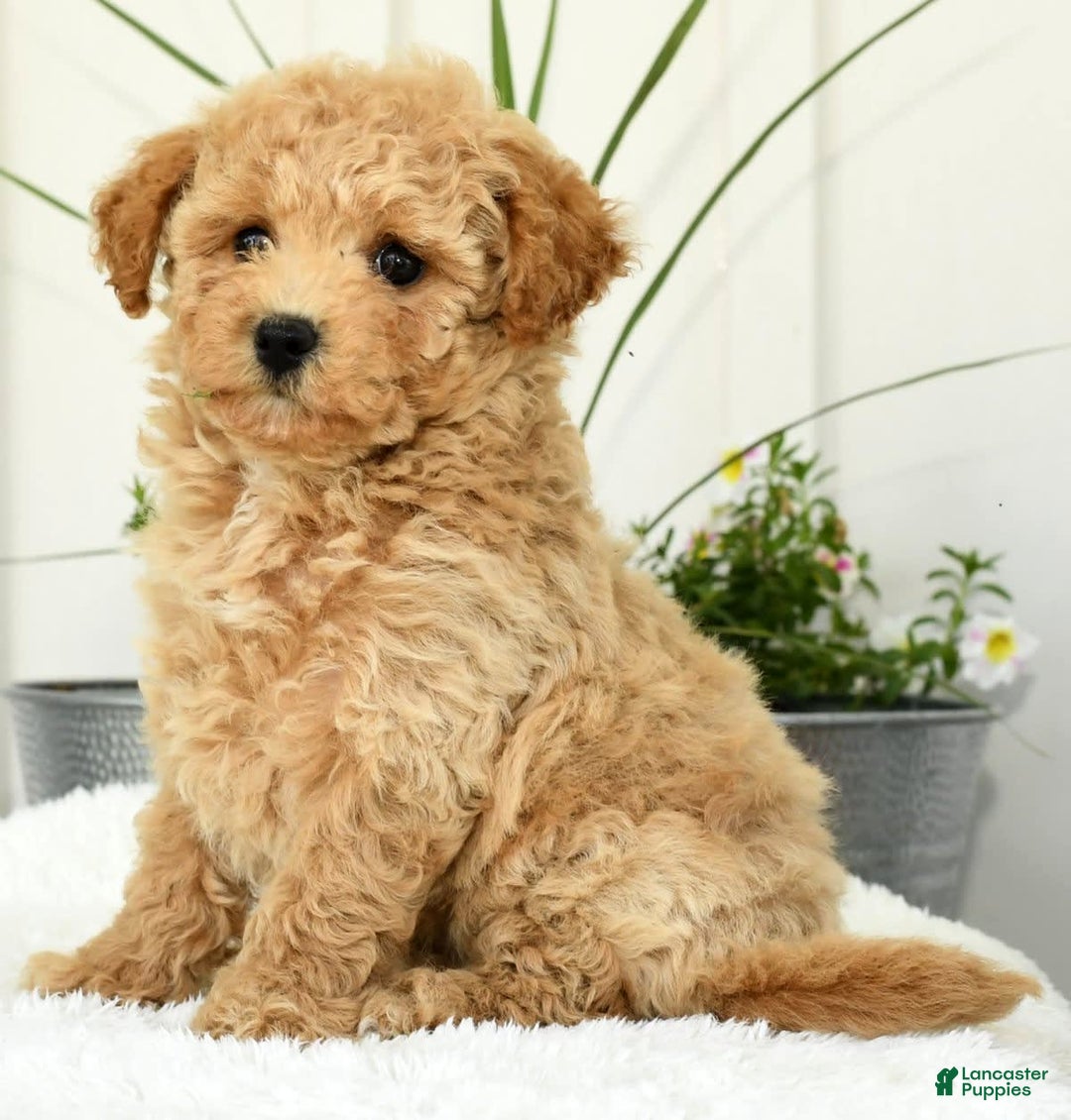 Bichpoo dogs for sale: Ivory - Image 7