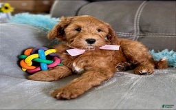 Mini Goldendoodle dogs for sale: Missy - Image 10