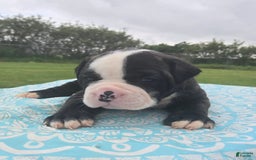 American Bulldog dogs for sale: Matilda - Image 1