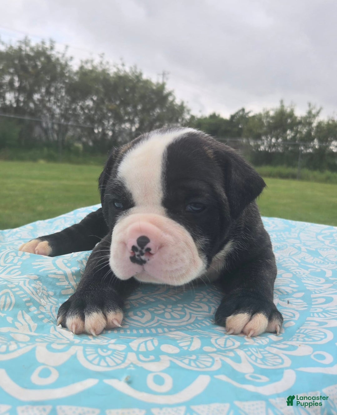 American Bulldog dogs for sale: Matilda - Image 1