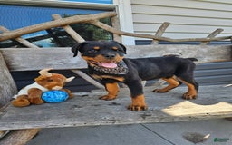 Rottweiler dogs for sale: Brutus - Image 1