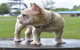 French Bulldog dogs for sale: Rayna Big Rope Velvet Fluffy - Image 65