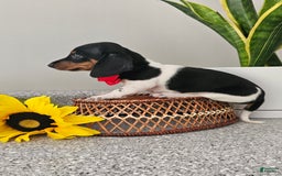 Dachshund dogs for sale: Lil Peanut - Image 26