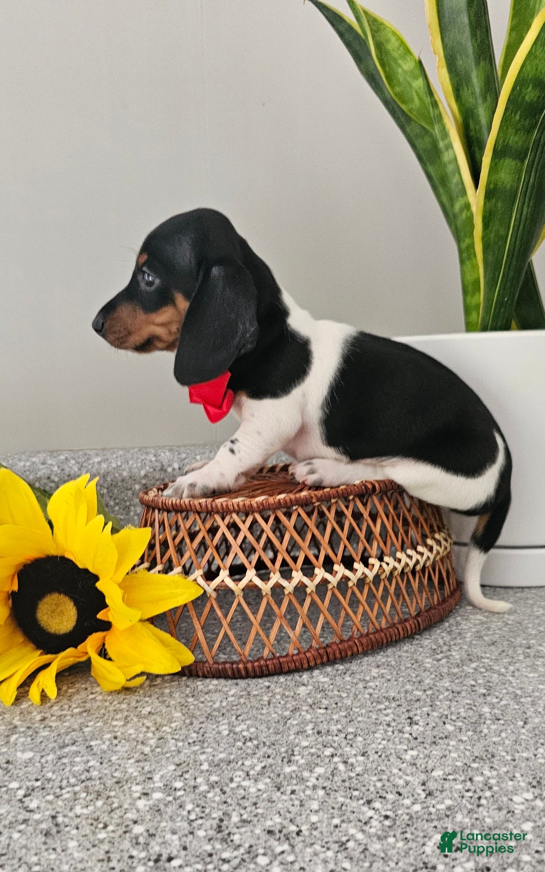 Dachshund dogs for sale: Lil Peanut - Image 26