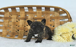 Frenchton dogs for sale: Zeke - Image 7