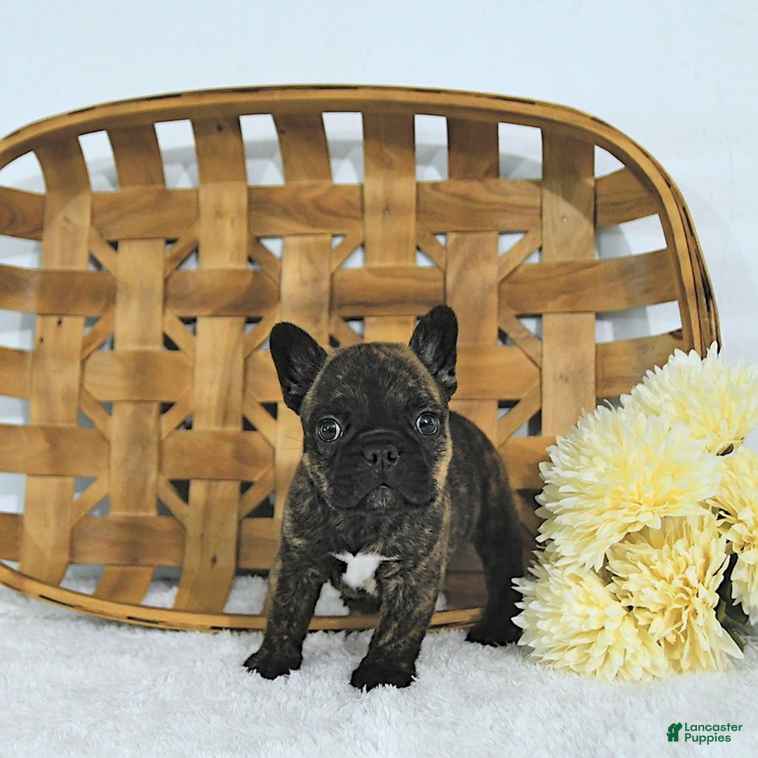 Frenchton dogs for sale: Zeke - Image 7