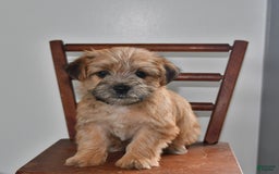 Morkie dogs for sale: Rover - Image 1