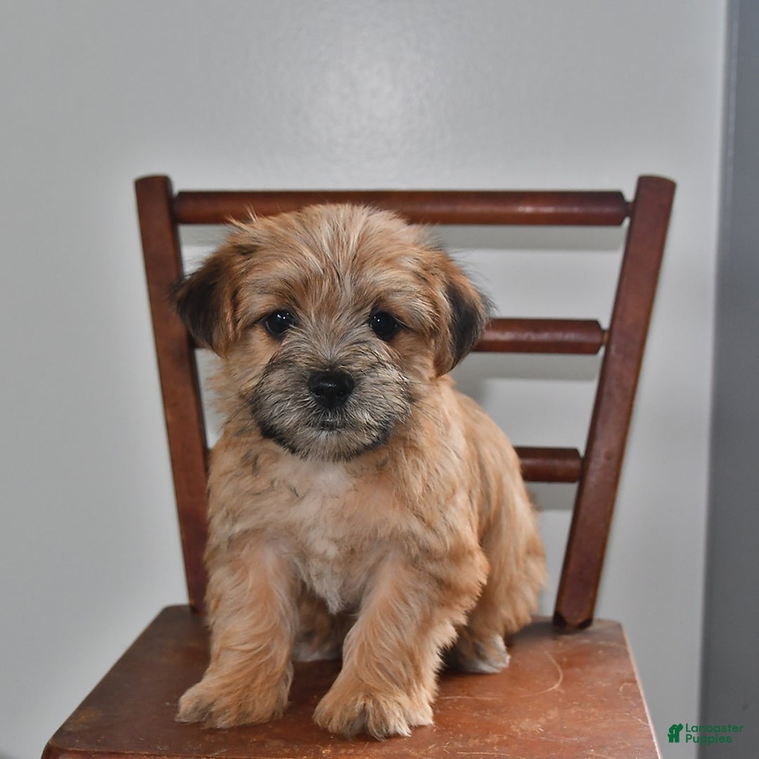Morkie dogs for sale: Rover - Image 1