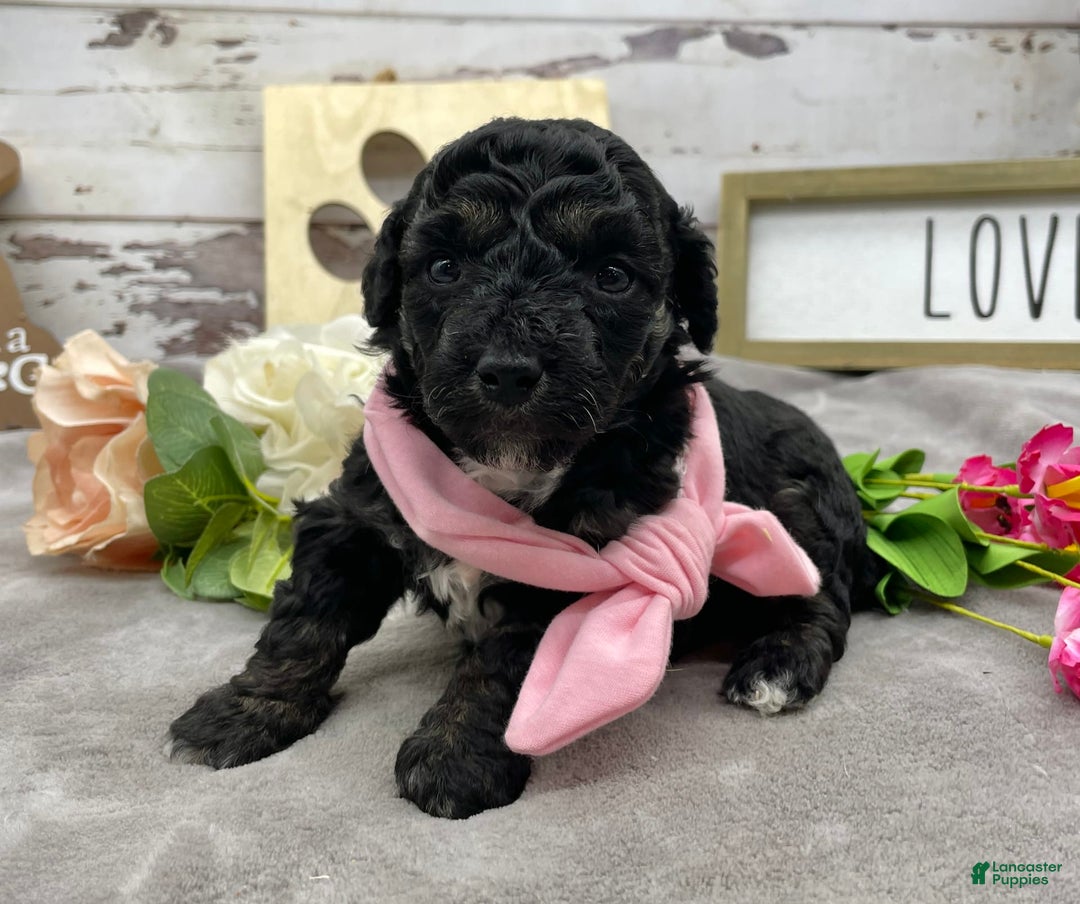 Miniature Poodle dogs for sale: Tessa - Image 11