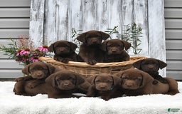 Labrador Retriever dogs for sale: Darcy - Image 1