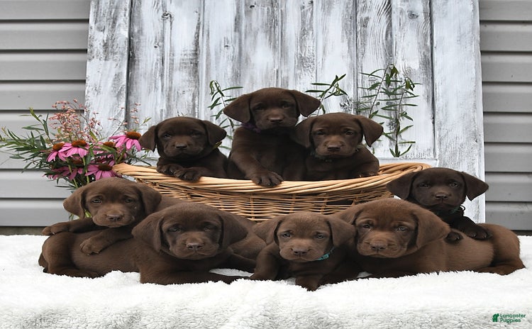 Labrador Retriever dogs for sale - Ad 1