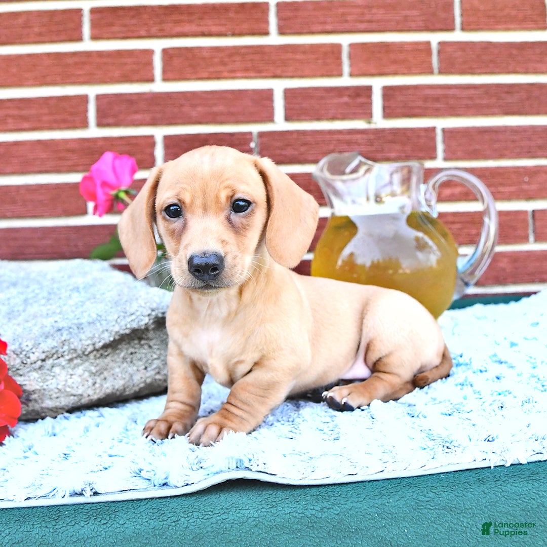 Miniature Dachshund dogs for sale: Twinkle - Image 14