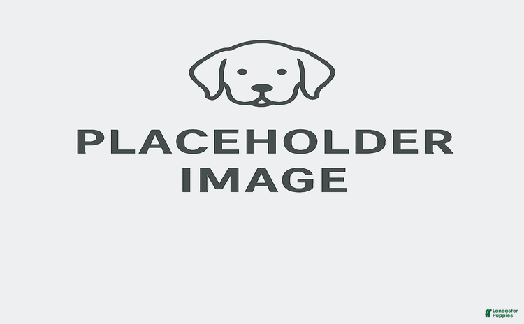 Basset Hound dogs - Advert 9