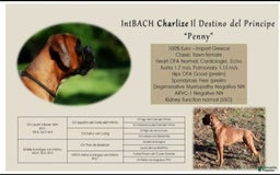 Boxer dogs for sale: Lilly European - Listing for pets: Beautiful European Health Tested Parents, Brady European Boxer health tested, Cream De Coco, Lilly European - Image 4