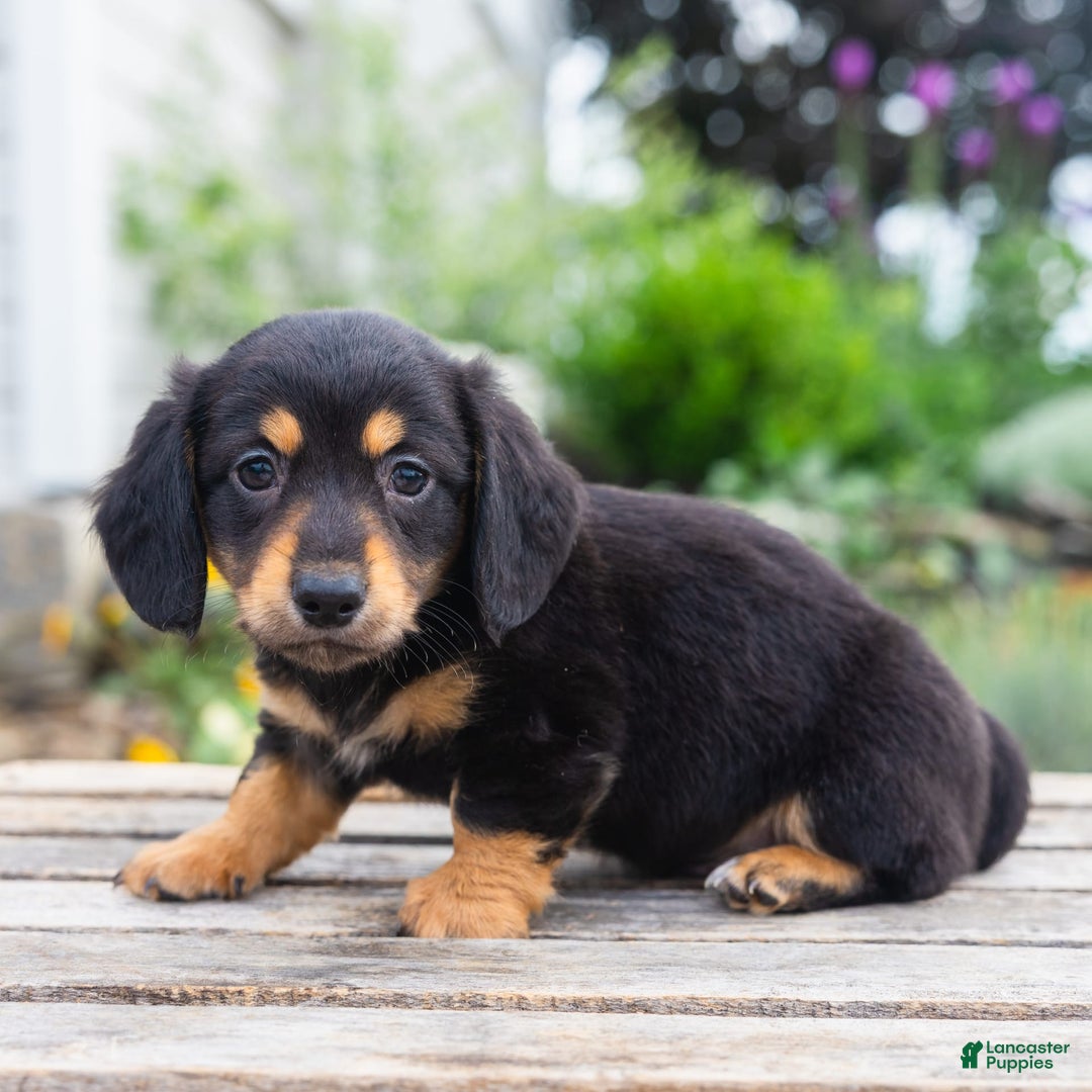Miniature Dachshund dogs for sale: Shorty - Image 3