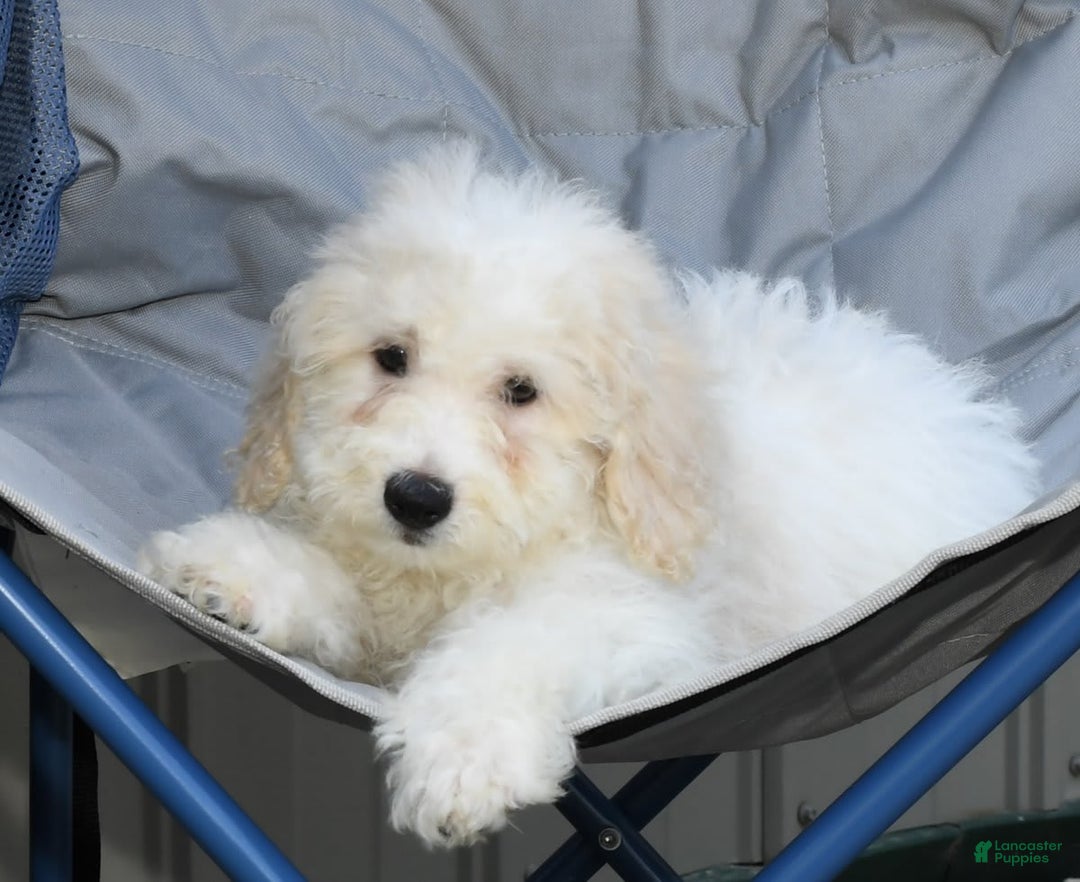 Maltipoo dogs for sale: Callie - Image 8