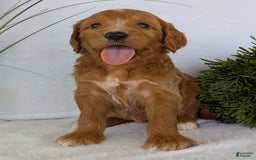 Goldendoodle dogs for sale: Daisy - Image 3