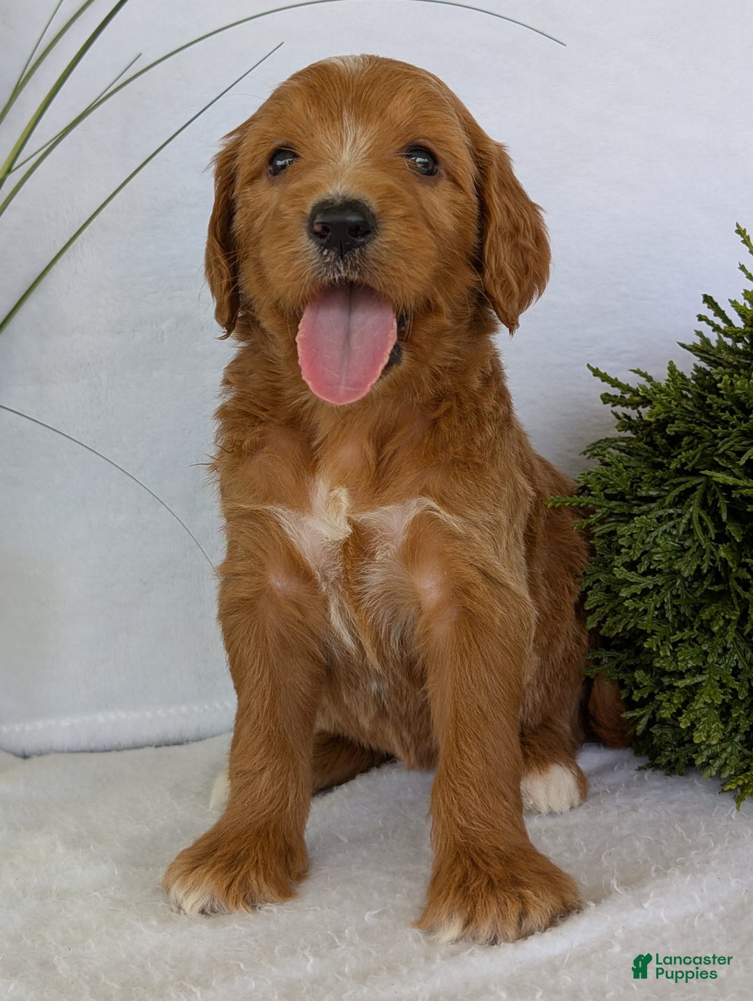 Goldendoodle dogs for sale: Daisy - Image 3