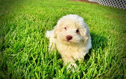 Havapoo dogs for sale: Valiant - Image 16