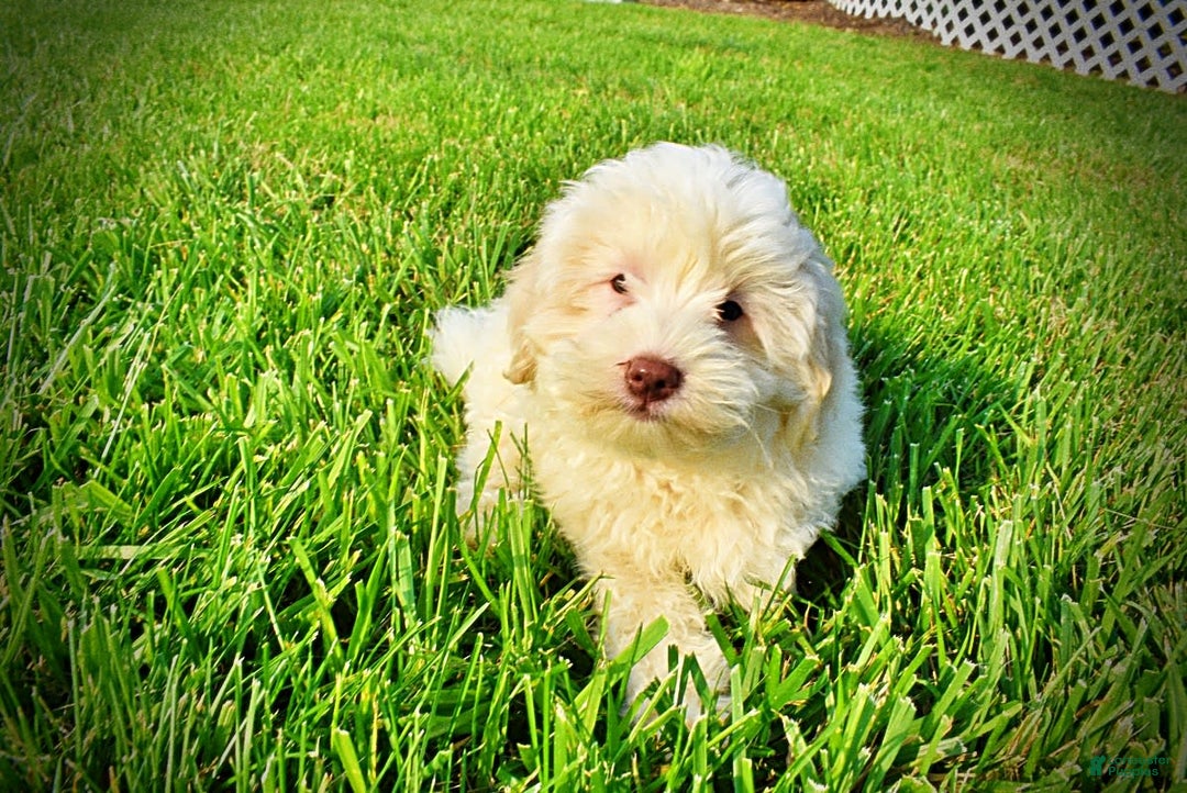 Havapoo dogs for sale: Valiant - Image 16