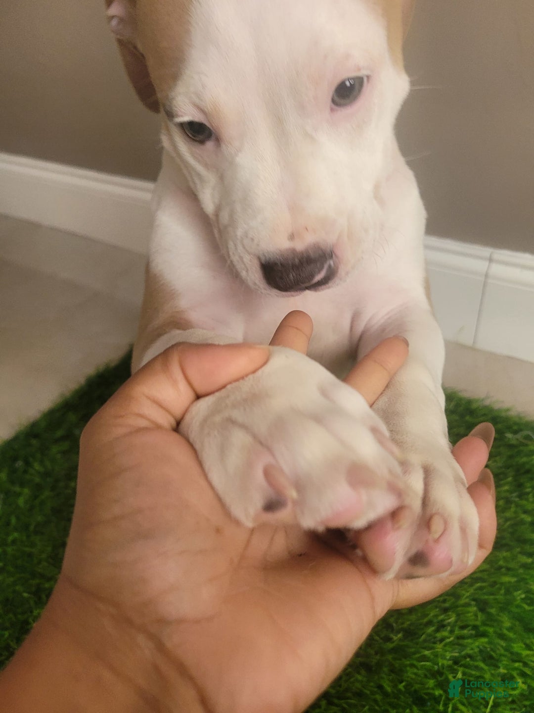 American Bully dogs for sale: Puzzle Piece - Image 11