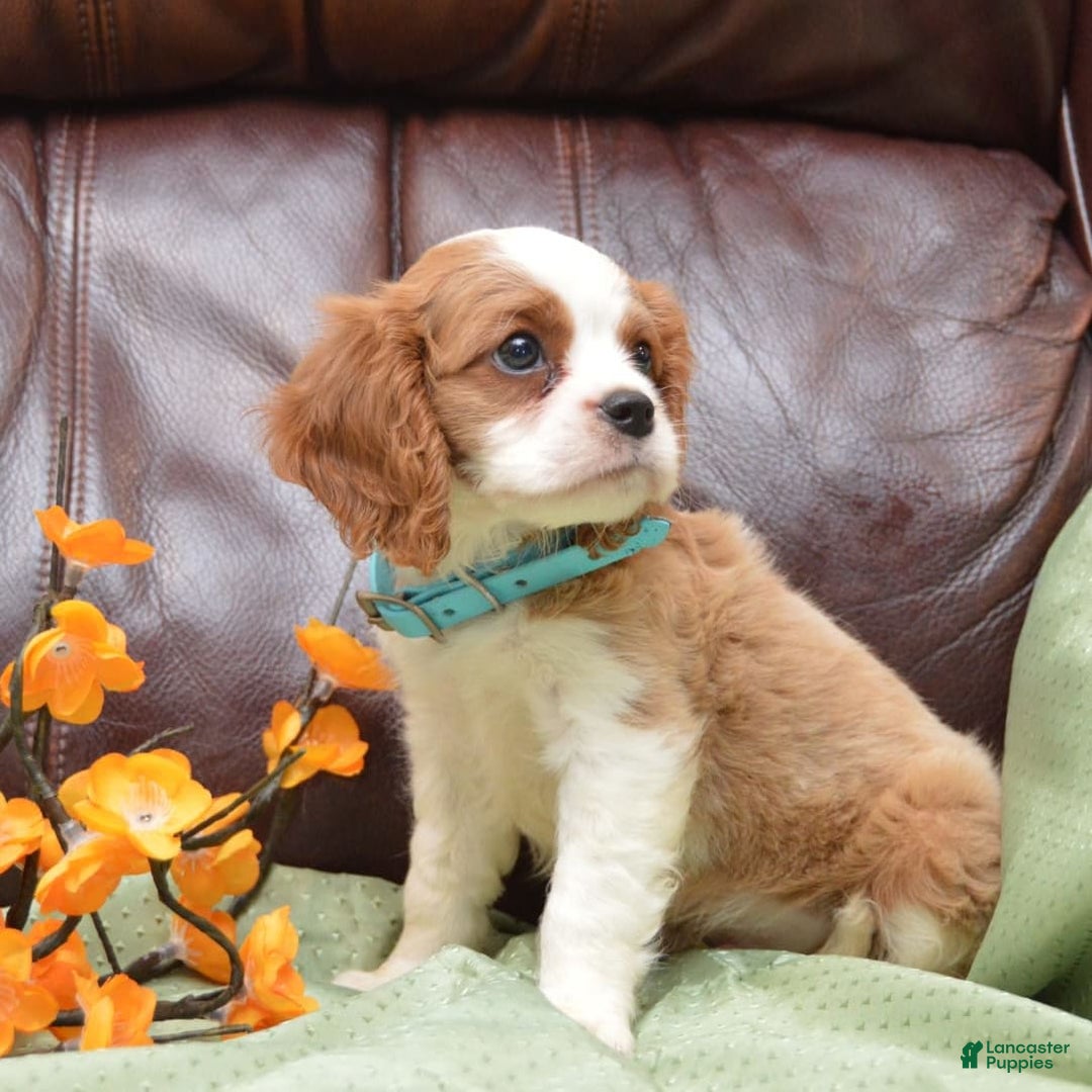 Cavalier King Charles Spaniel dogs for sale: Darrel - Image 7