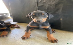 Doberman Pinscher dogs for sale: Boy 2 - Image 1