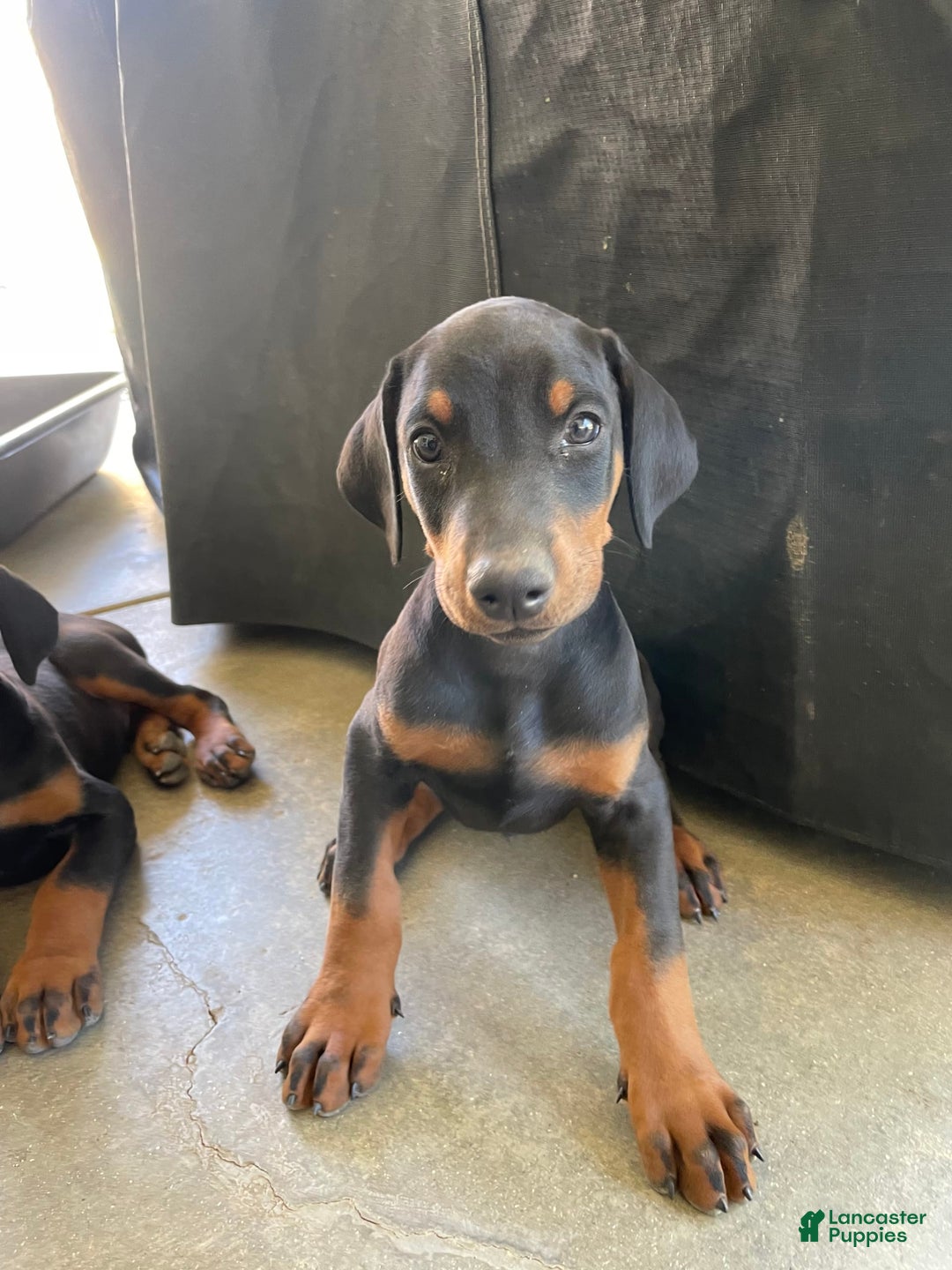 Doberman Pinscher dogs for sale: Boy 2 - Image 1