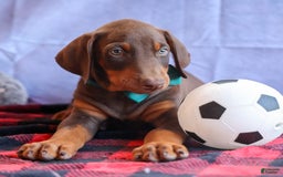 Doberman Pinscher dogs for sale: Detour - Image 8