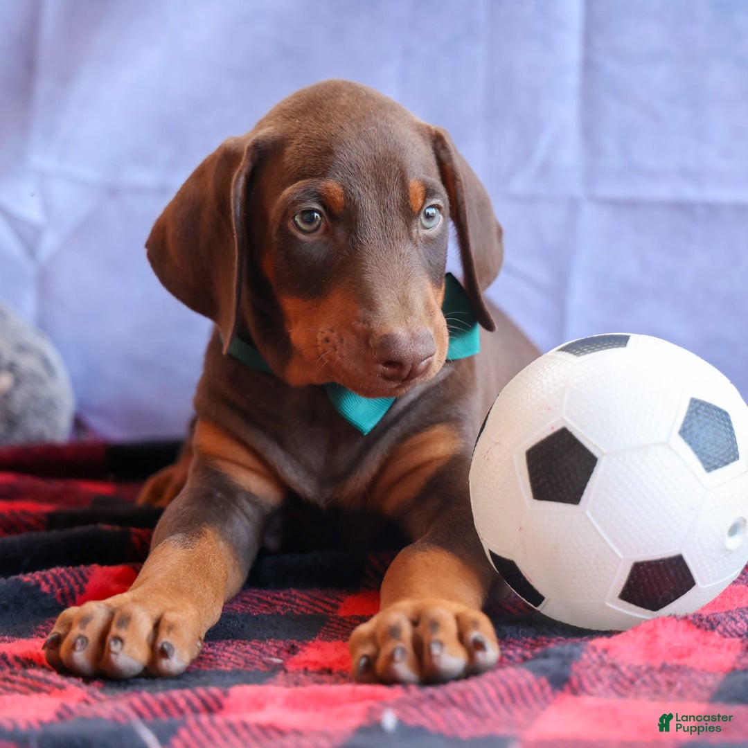 Doberman Pinscher dogs for sale: Detour - Image 8