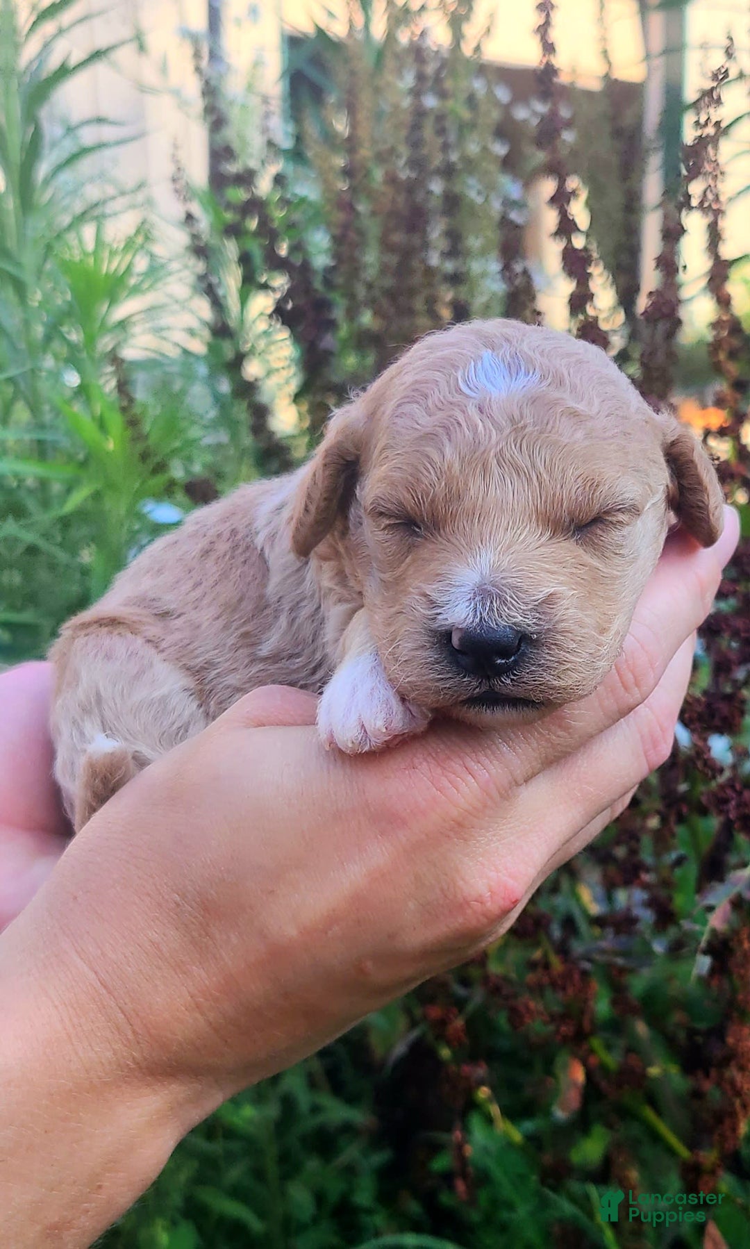 Mini Goldendoodle dogs for sale: Cupcake - Image 5