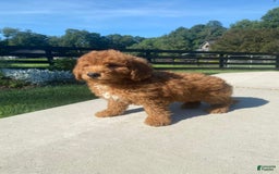 Mini Goldendoodle dogs for sale: Delilah - Image 3