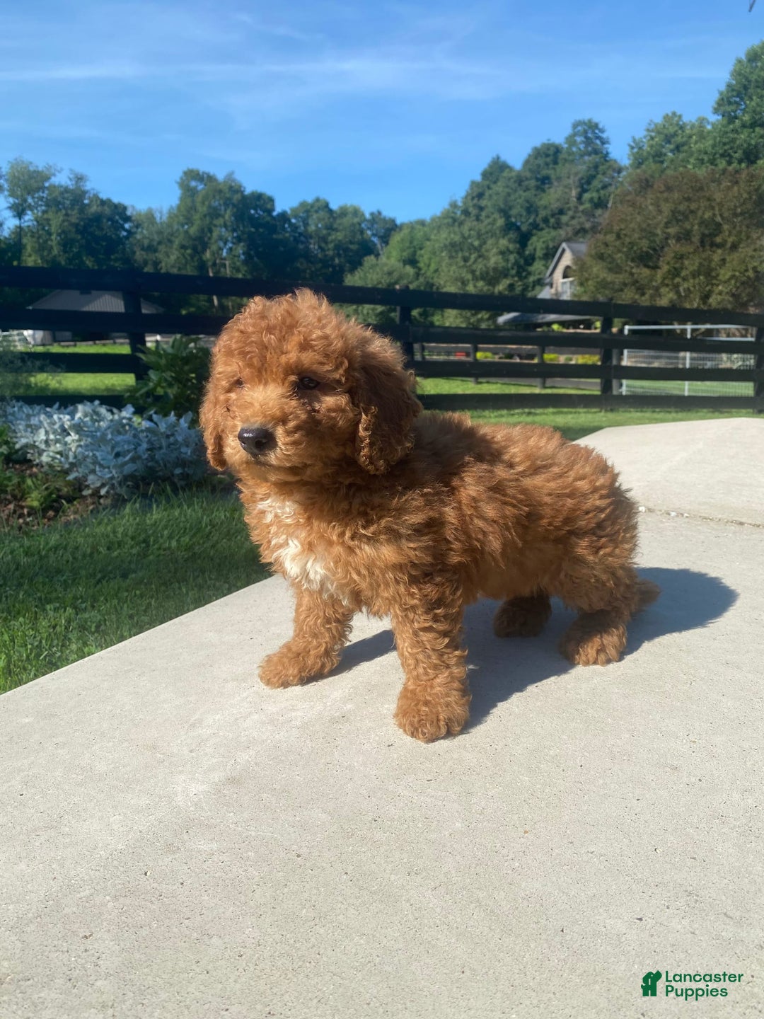 Mini Goldendoodle dogs for sale: Delilah - Image 3