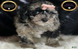 Mini Goldendoodle dogs for sale: Star - Image 1