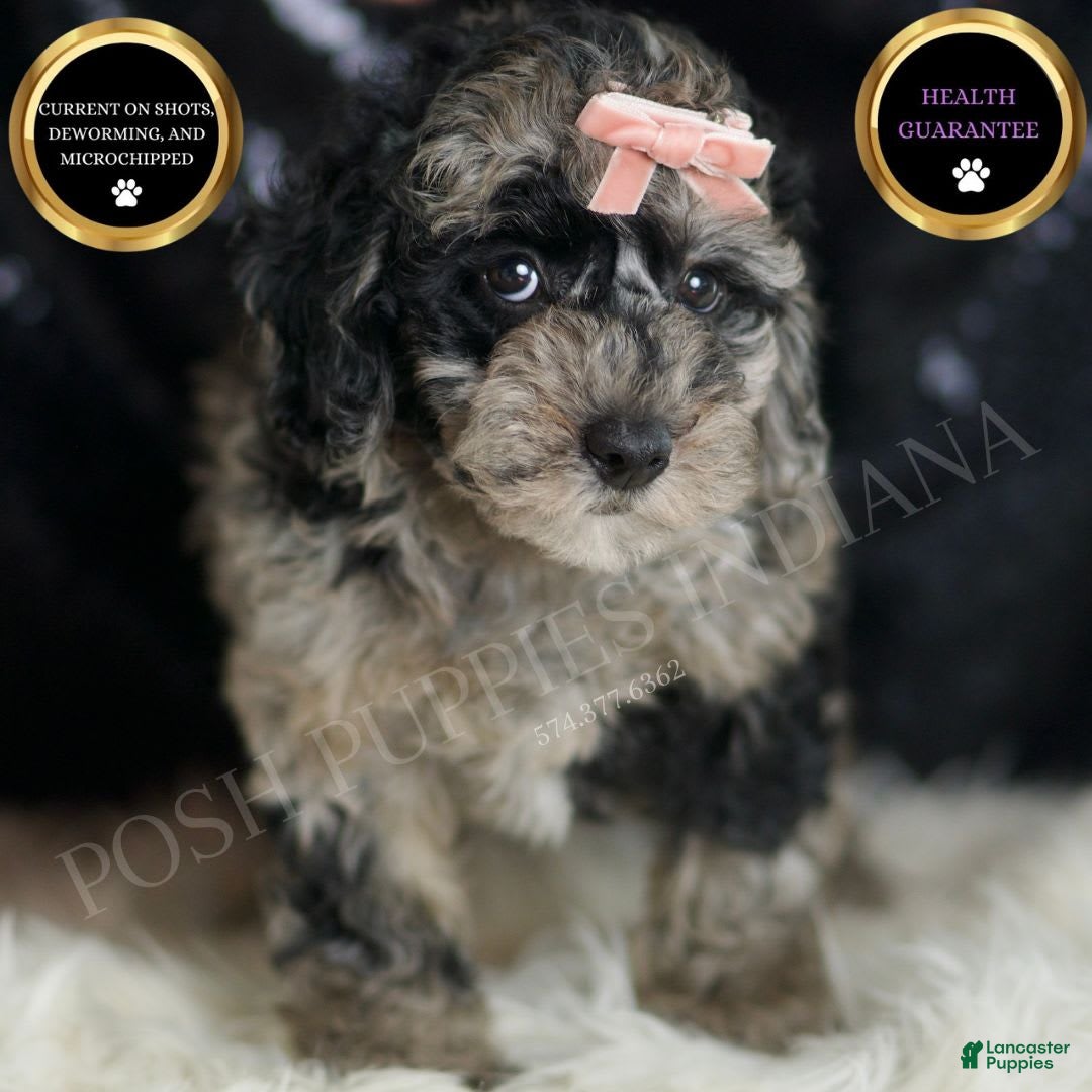 Mini Goldendoodle dogs for sale: Star - Image 1