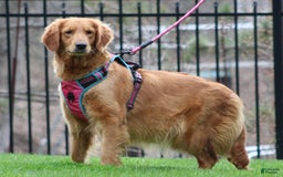 Golden Retriever dogs for sale: Hunter - Image 10
