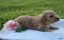 Miniature Poodle dogs for sale: Andre - Image 5