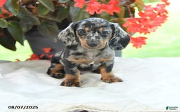 Miniature Dachshund dogs for sale: Noah - Image 4