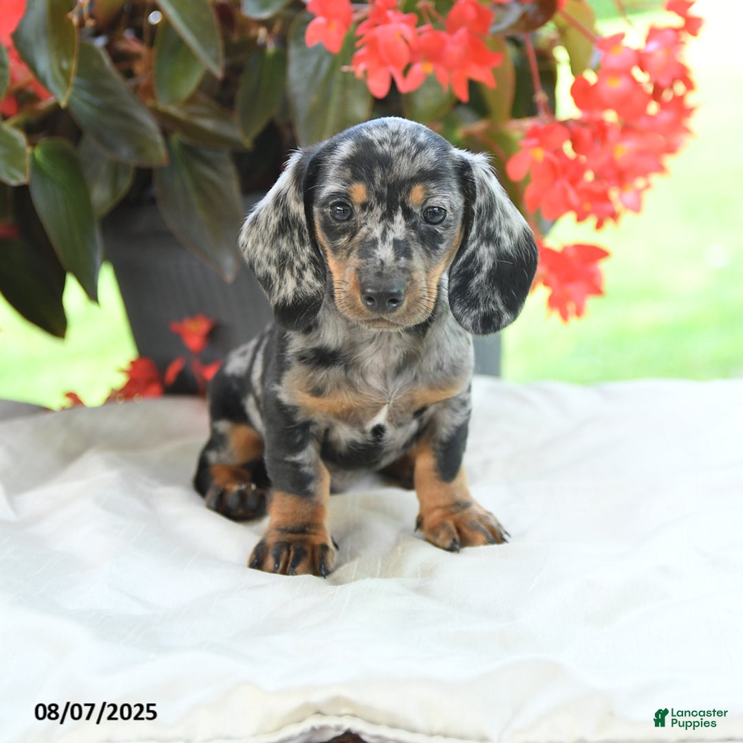 Miniature Dachshund dogs for sale: Noah - Image 4