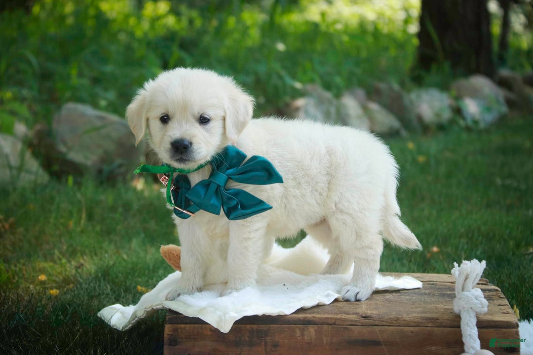 Golden Retriever dogs for sale: Tawny - Image 22