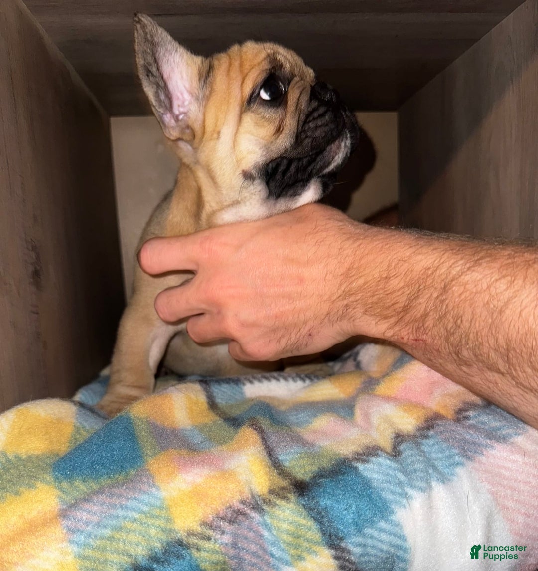 French Bulldog dogs for sale: Maggies Boys - Image 6