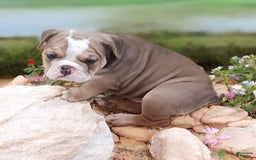 English Bulldog dogs for sale: Crushed Velvet - Image 10