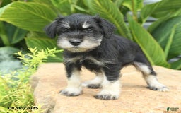 Miniature Schnauzer dogs for sale: Maxwell - Image 5