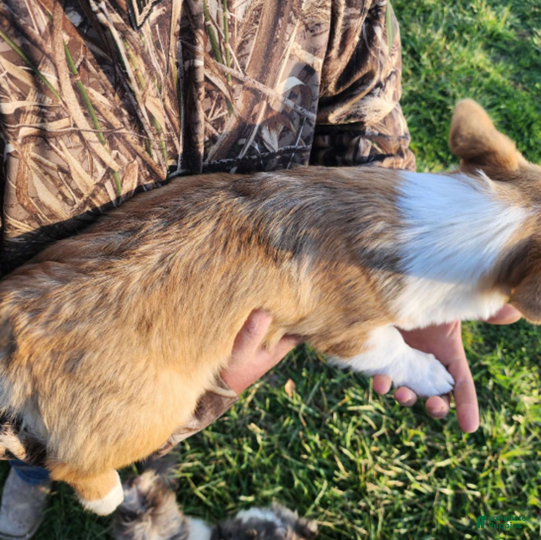 Welsh Corgi Pembroke dogs for sale: Novas Girl 3 - Image 1